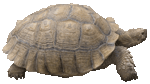 Tortoise Original