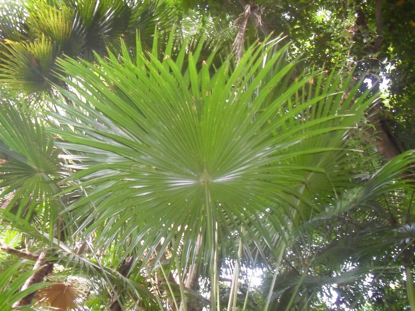 A large green tropical leaf in the middle of a jungle.