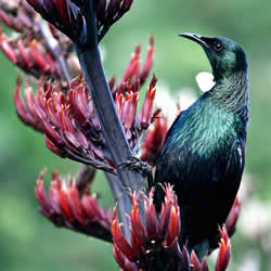 Small black bird, black claws, long black slender beak, links to larger version of the image